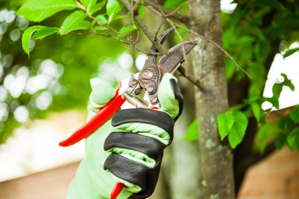 Key Signs That Indicate Your Trees Need Professional Pruning in Orem, UT