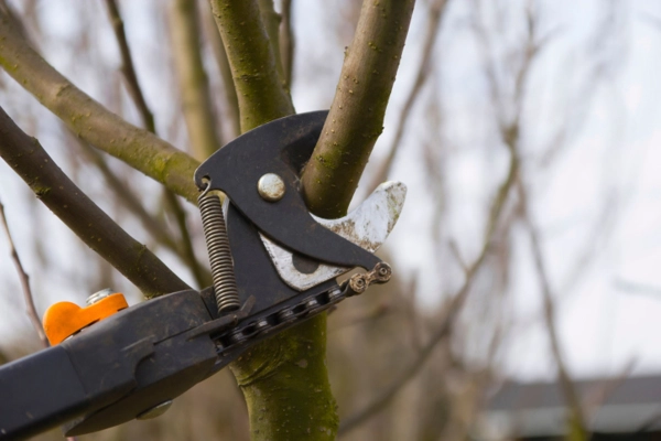 Key Signs That Indicate Your Trees Need Professional Pruning in Orem, UT