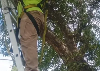 Landscaping Services