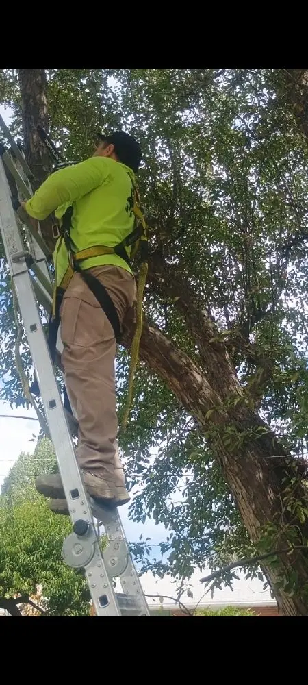 Landscaping Services