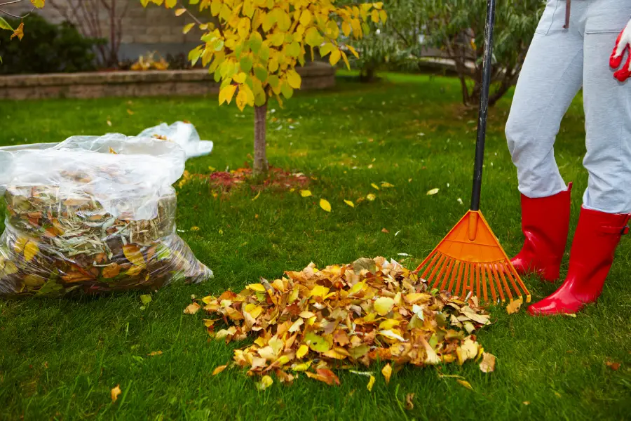 Quality Yard Cleanup in Orem, UT