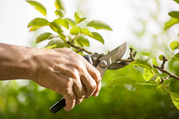 Professional Tree Pruning in Orem, UT