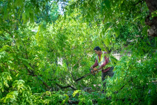 Reliable Tree Pruning in Orem, UT