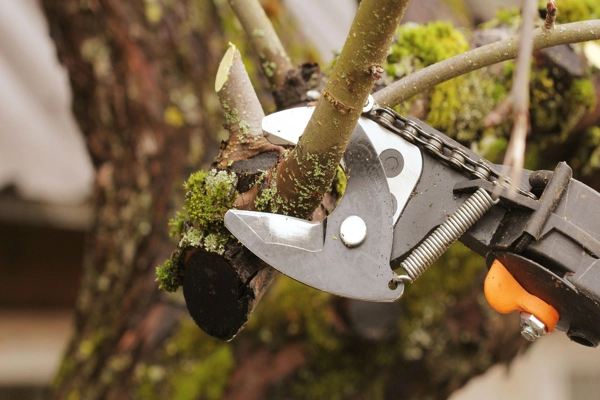 Quantity Tree Pruning in Orem, UT