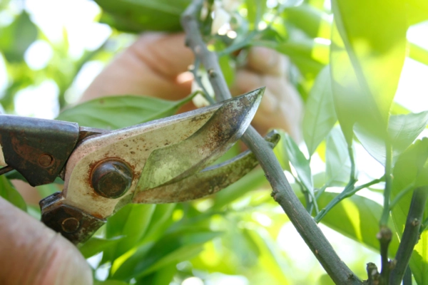 Understanding the Right Time of Year for Tree Pruning Services in Orem South, UT, 84097