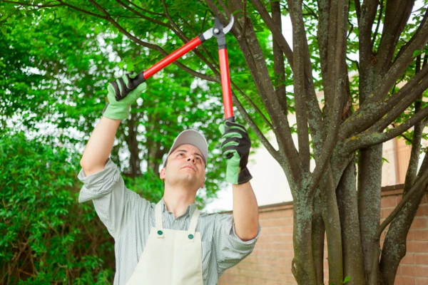 Understanding the Right Time of Year for Tree Pruning Services in Orem South, UT, 84097